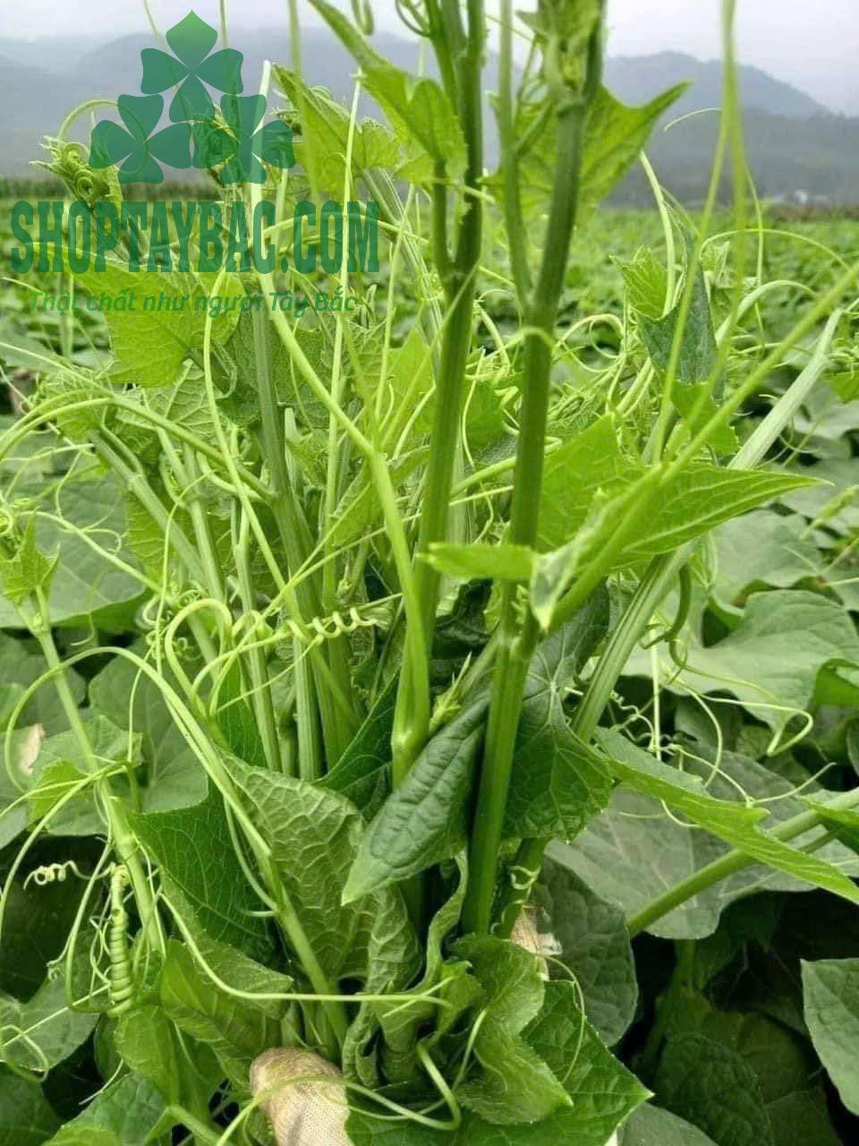 Ngọn su su tươi sạch từ nông trại Mộc Châu