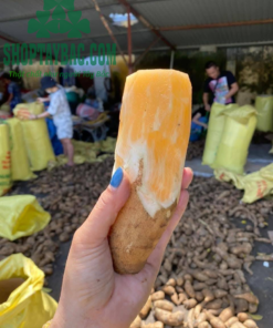 Củ sâm đất (khoai sâm) (5 kg)