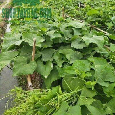 Nông trại su su sạch Mộc Châu Sơn La