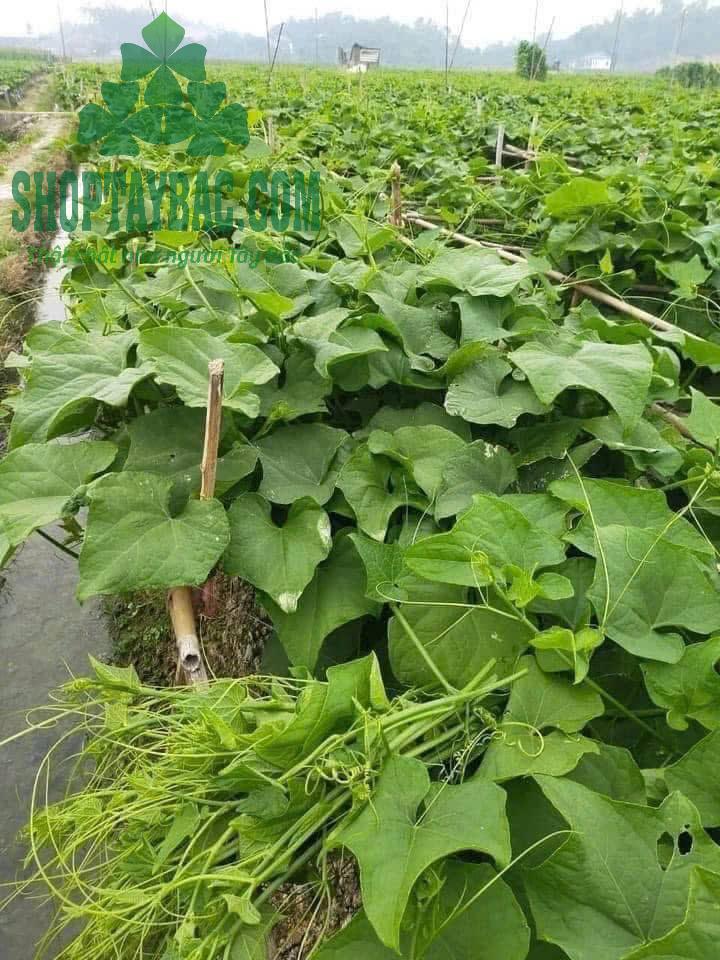 Nông trại su su sạch Mộc Châu Sơn La