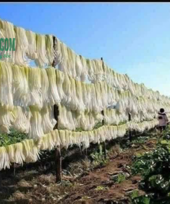 Sản xuất củ cải khô