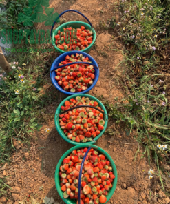 Thu hoạch dâu tây Mộc Châu