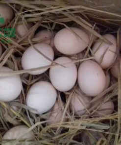 Trứng gà ta thả đồi (10 quả)