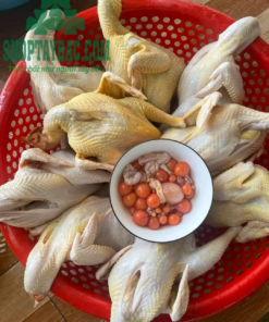 Gà ta thả đồi Hòa Bình