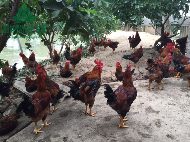 trang trại gà thả đồi Hòa Bình