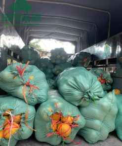 Bưởi đỏ Tân Lạc đóng bao cho khách sỉ