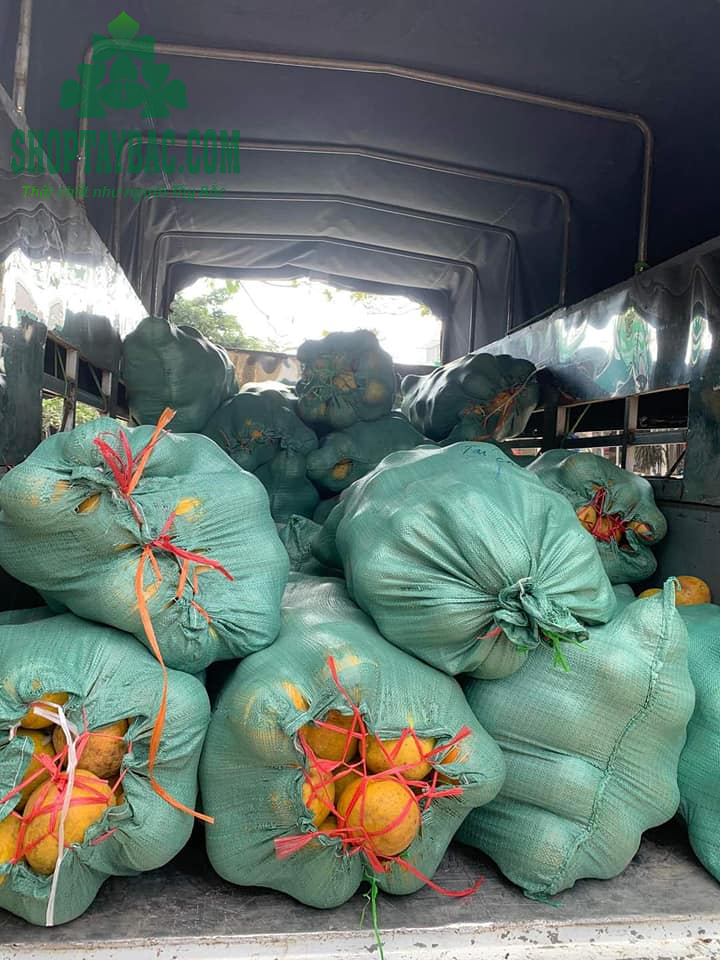 Bưởi đỏ Tân Lạc đóng bao cho khách sỉ