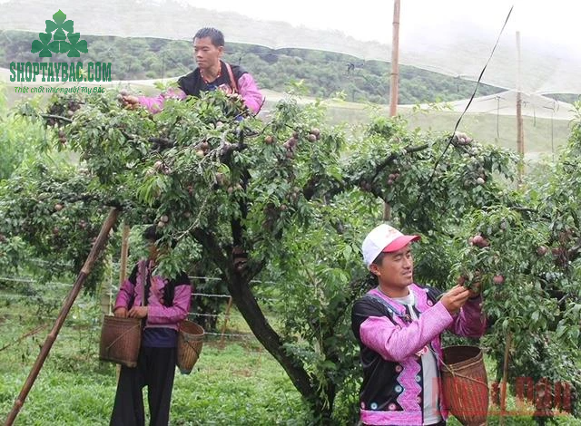 Cây mận cổ thụ tại vườn mận