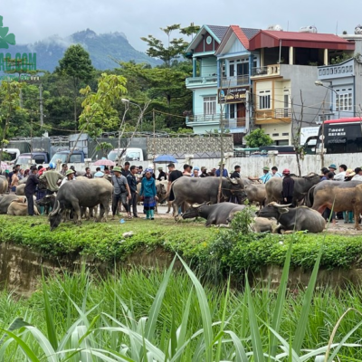 Chợ thu mua trâu bản tại Tây Bắc