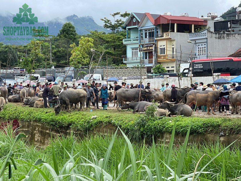 Chợ thu mua trâu bản tại Tây Bắc
