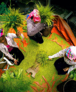 Cốm xanh khô Tây Bắc