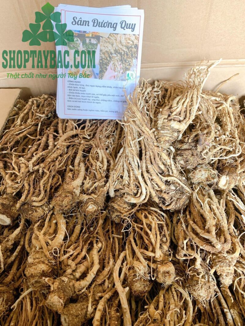 Sâm đương quy (1kg khô)
