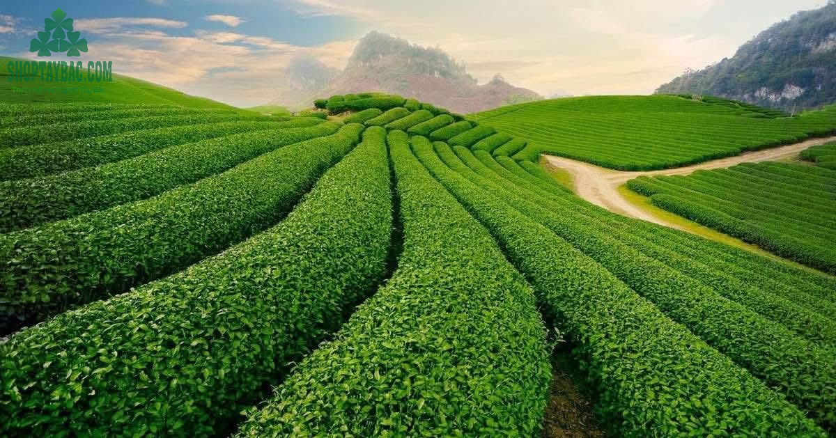 Đồi chè trái tim Mộc Châu