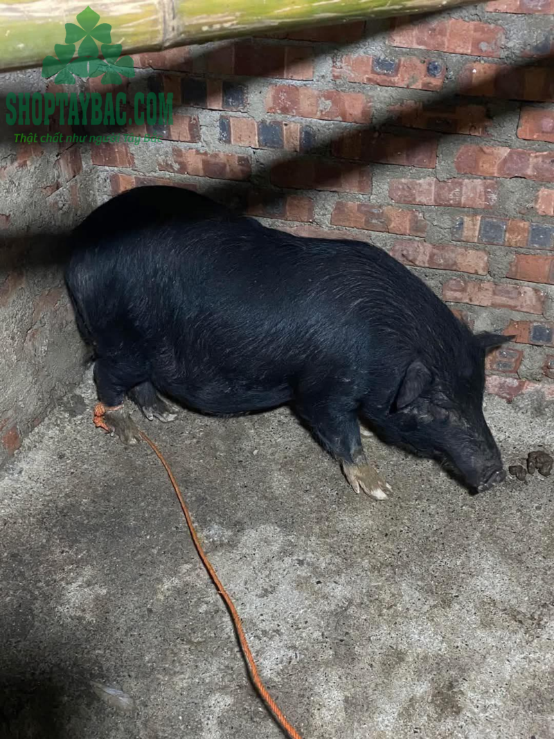 Mỡ lợn đen Tây Bắc (chai 1kg)