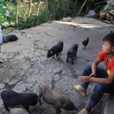 Lợn cắp nách chỉ từ 10 - 20kg