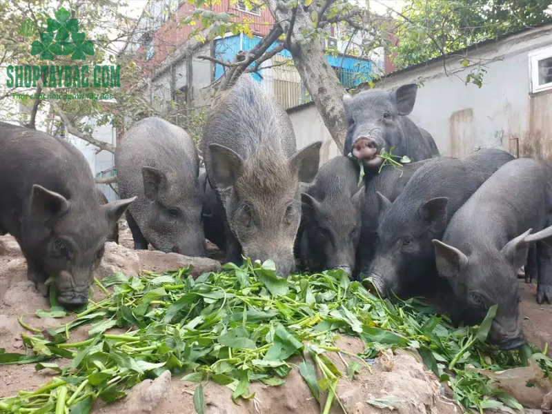 Thịt lợn mán đen (1kg thịt tươi sống)
