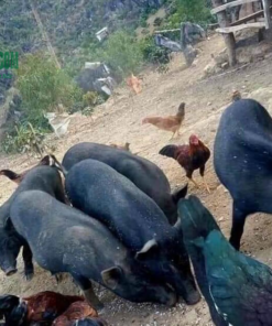 Lợn mán đen nuôi thả tự nhiên nên thịt thơm, dai, ngon tự nhiên