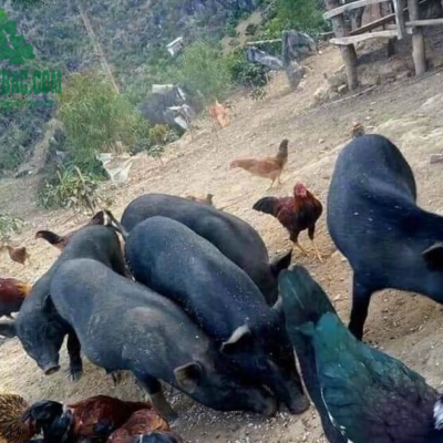 Lợn mán đen nuôi thả tự nhiên nên thịt thơm, dai, ngon tự nhiên