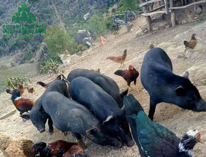 Lợn mán đen nuôi thả tự nhiên nên thịt thơm, dai, ngon tự nhiên