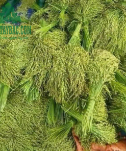 Lúa non thu hoạch làm cốm xanh khô