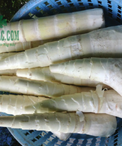 Măng tre thu hoạch tự nhiên từ rừng
