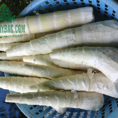 Măng tre thu hoạch tự nhiên từ rừng