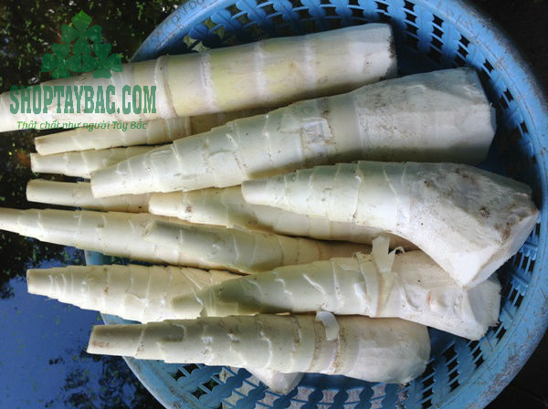 Măng tre thu hoạch tự nhiên từ rừng