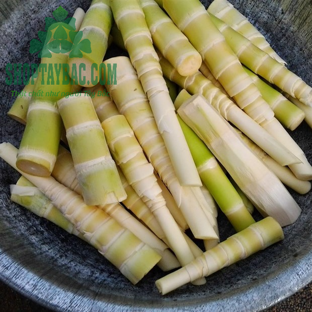 Măng trúc được thu hái tự nhiên từ Yên Bái, Lào Cai