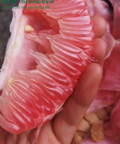 Múi bưởi đỏ Tân Lạc nhiều nước, giòn thơm đặc trưng