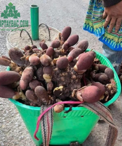 Nấm ngọc cẩu được thu mua từ bà con