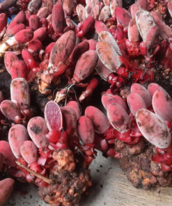 Nấm ngọc cẩu (1kg tươi)
