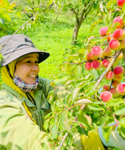Người dân thu hái đào