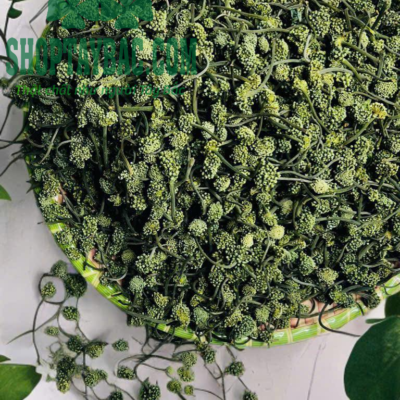 Nụ tam thất bắc Sapa
