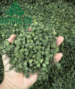 Nụ tam thất bắc (500gr sao khô)
