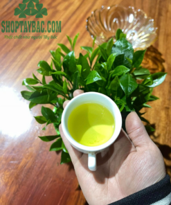 Nước trà xanh tự nhiên đặc trưng