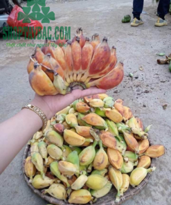 Quả chuối rừng tươi trước khi chế biến