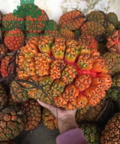 Quả dứa rừng