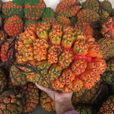 Quả dứa rừng