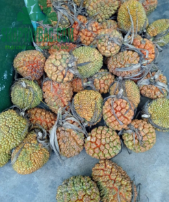 Quả dứa rừng thu hoạch tự nhiên