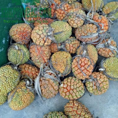 Quả dứa rừng thu hoạch tự nhiên