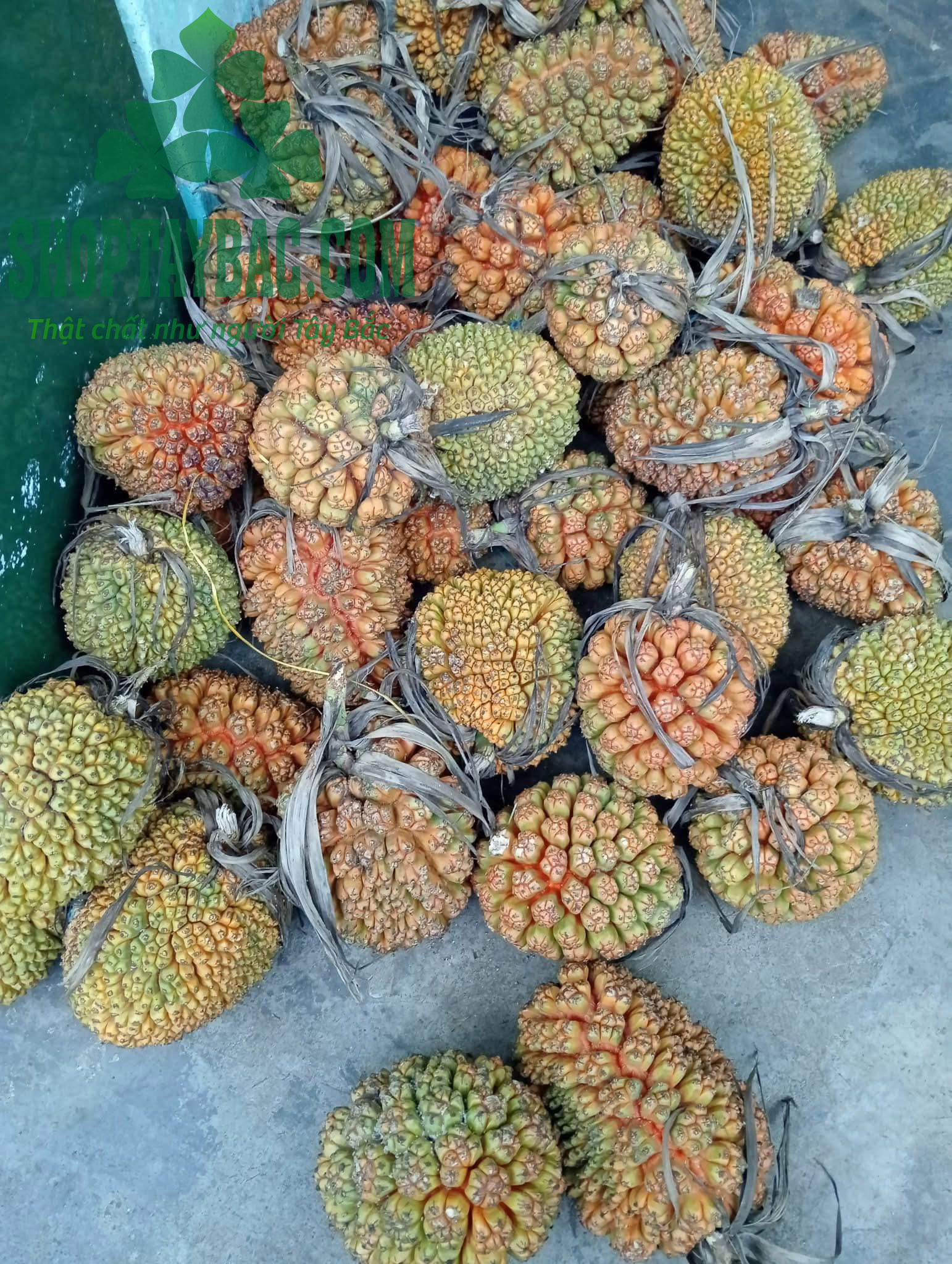 Quả dứa rừng thu hoạch tự nhiên