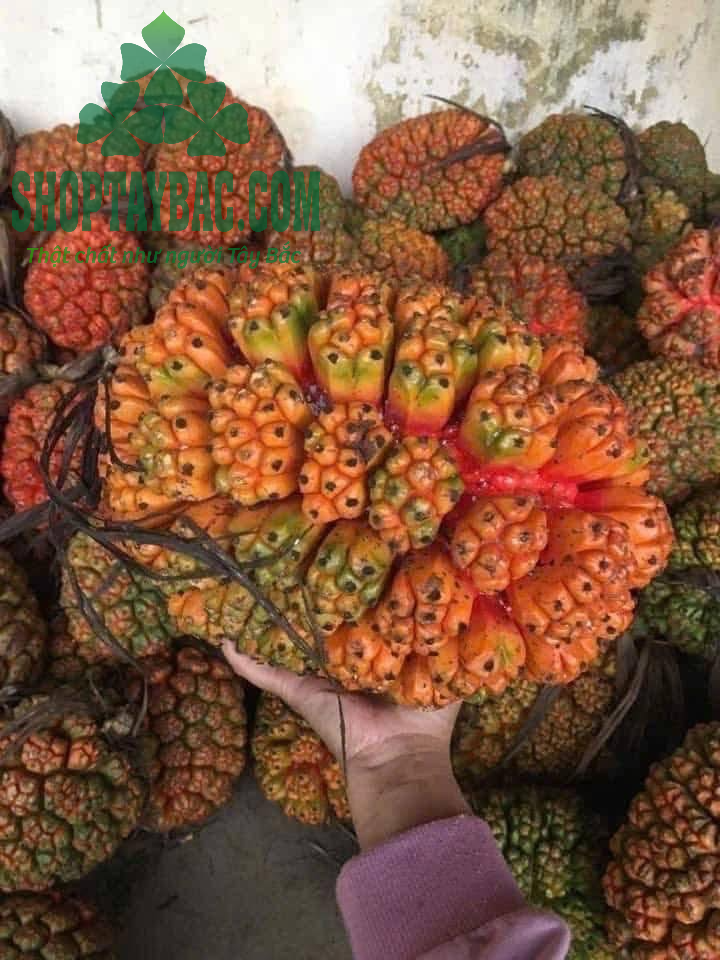 Quả dứa rừng
