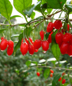 Quả kỷ tử đỏ tươi