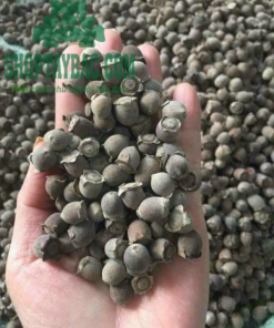 Quả sim rừng khô