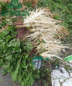Sâm đương quy (1kg khô)