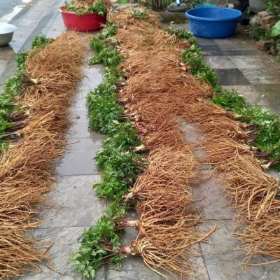 Sâm đương quy được người bà con thu hái, chế biến