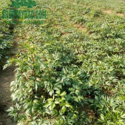 Sâm đương quy được trồng ở vùng đồi núi cao trên 1500m như Sìn Hồ, Sapa