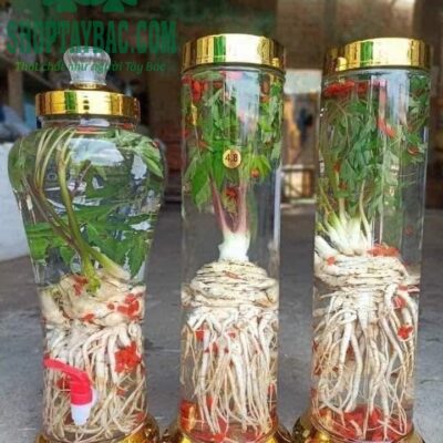 Sâm đương quy ngâm rượu