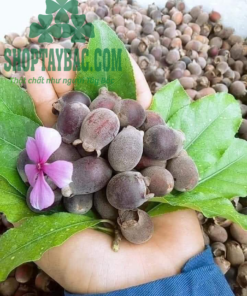 Sim rừng chín tự nhiên