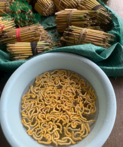 Thu hoạch sâu chít từ cây chít